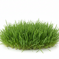 Grass