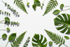 Green Leaves