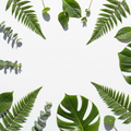 Green Leaves