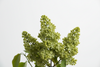 Green Lilac