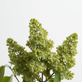 Green Lilac