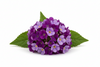 Heliotrope