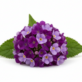 Heliotrope