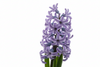 Hyacinth