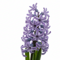 Hyacinth