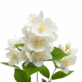 Jasmine