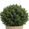 Juniper