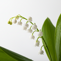Lily of the Valley