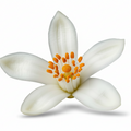 Orange Blossom