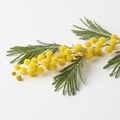 Mimosa