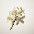 Neroli
