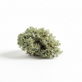 Oakmoss