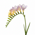 Freesia