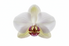 Orchid