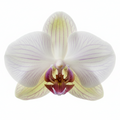 Orchid