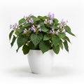 Patchouli
