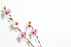 Peach Blossom
