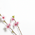 Peach Blossom
