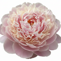 Peony