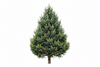 Pine Tree