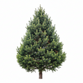 Pine Tree