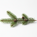 Pine