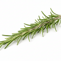 Rosemary