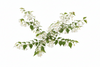 Styrax