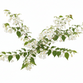Styrax