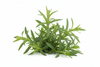 Tarragon