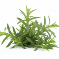 Tarragon