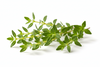 Thyme