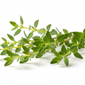 Thyme