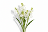 Tuberose