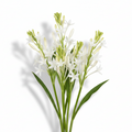 Tuberose
