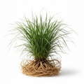 Vetiver