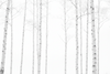 White Woods