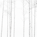 White Woods