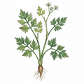 Angelica