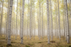 Blond Woods