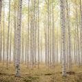 Blond Woods