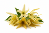 Ylang-Ylang