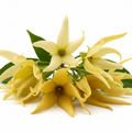Ylang-Ylang