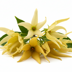Ylang-Ylang